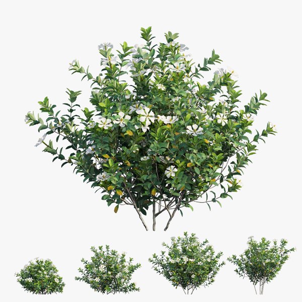 modelo 3d Gardenia angustifolia Merr plant set 14 - TurboSquid 1835034