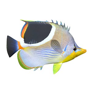 Saddle Butterflyfish 3D model