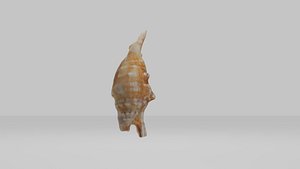 Conch shell 3D model