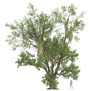3D New Plant High detail Angel Oak Live Tree Spanish Moss02