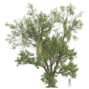 New Plant High detail Angel Oak Live Tree Spanish Moss02