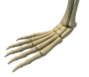 Animal Leg Skeleton