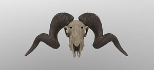sheep skull animal 3D model
