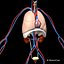 Skeleton Anatomy Nervous System