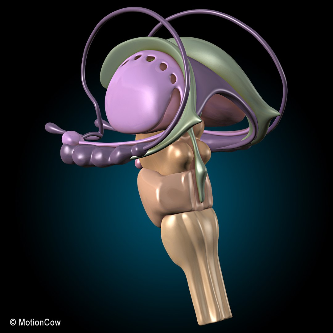 3d model human anatomy nervous systems https://p.turbosquid.com/ts-thumb/yR/BcxgVx/1EjVJ6f4/brain_ultimate_k/jpg/1380885915/1920x1080/fit_q87/c1b9a2e22aa3696e2d6cfeef043ae6007c7defe8/brain_ultimate_k.jpg