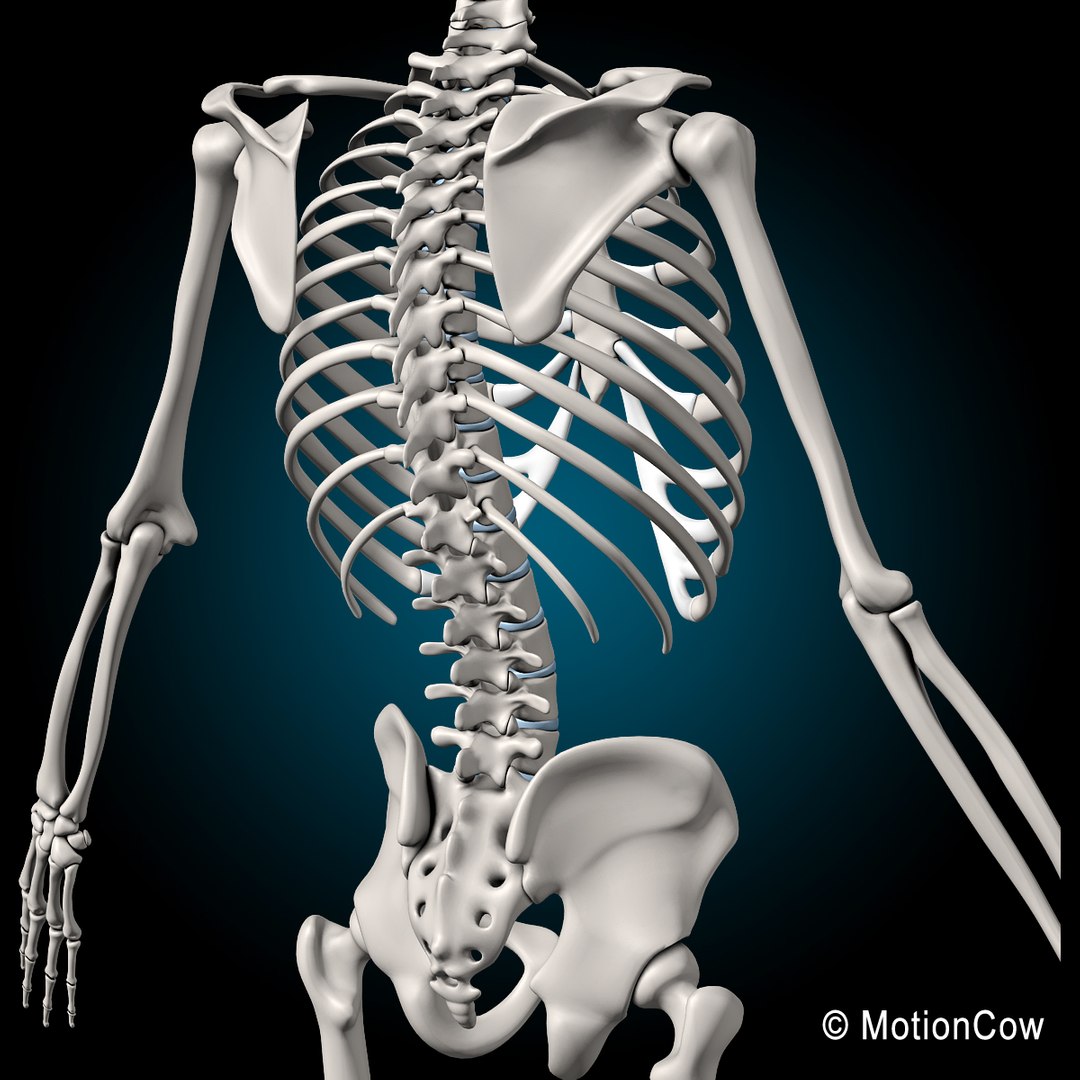 3d model human anatomy nervous systems https://p.turbosquid.com/ts-thumb/yR/BcxgVx/1gKSZU9Z/skeleton_g2/jpg/1380887275/1920x1080/fit_q87/774ab0629073b383fe554b5e9f48ceb177ebe0f4/skeleton_g2.jpg
