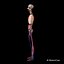 Skeleton Anatomy Nervous System