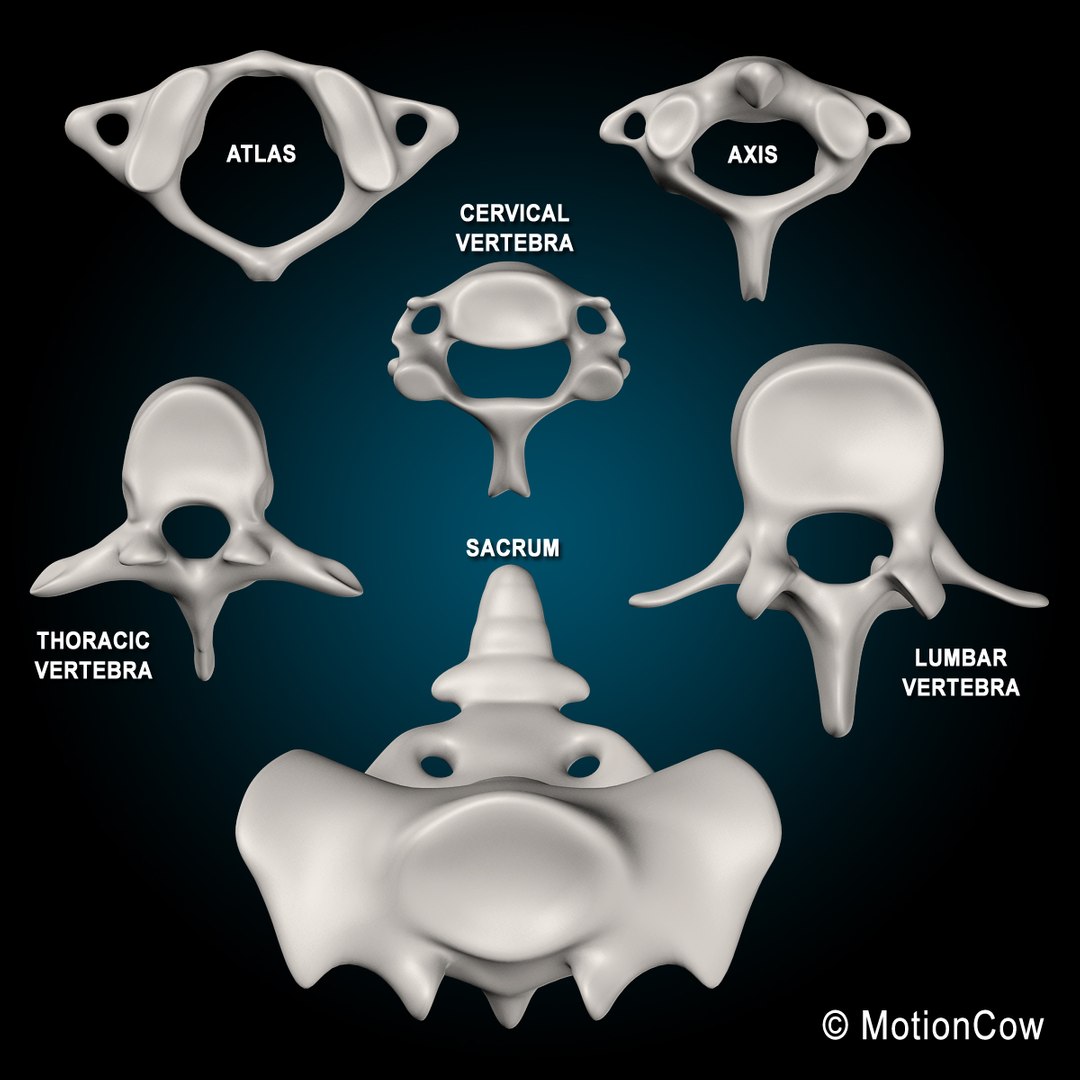 3d model human anatomy nervous systems https://p.turbosquid.com/ts-thumb/yR/BcxgVx/G6VCyxyL/spine_m/jpg/1380887275/1920x1080/fit_q87/7a57d87e8ecea053e36919e12d7dcff69b32f398/spine_m.jpg