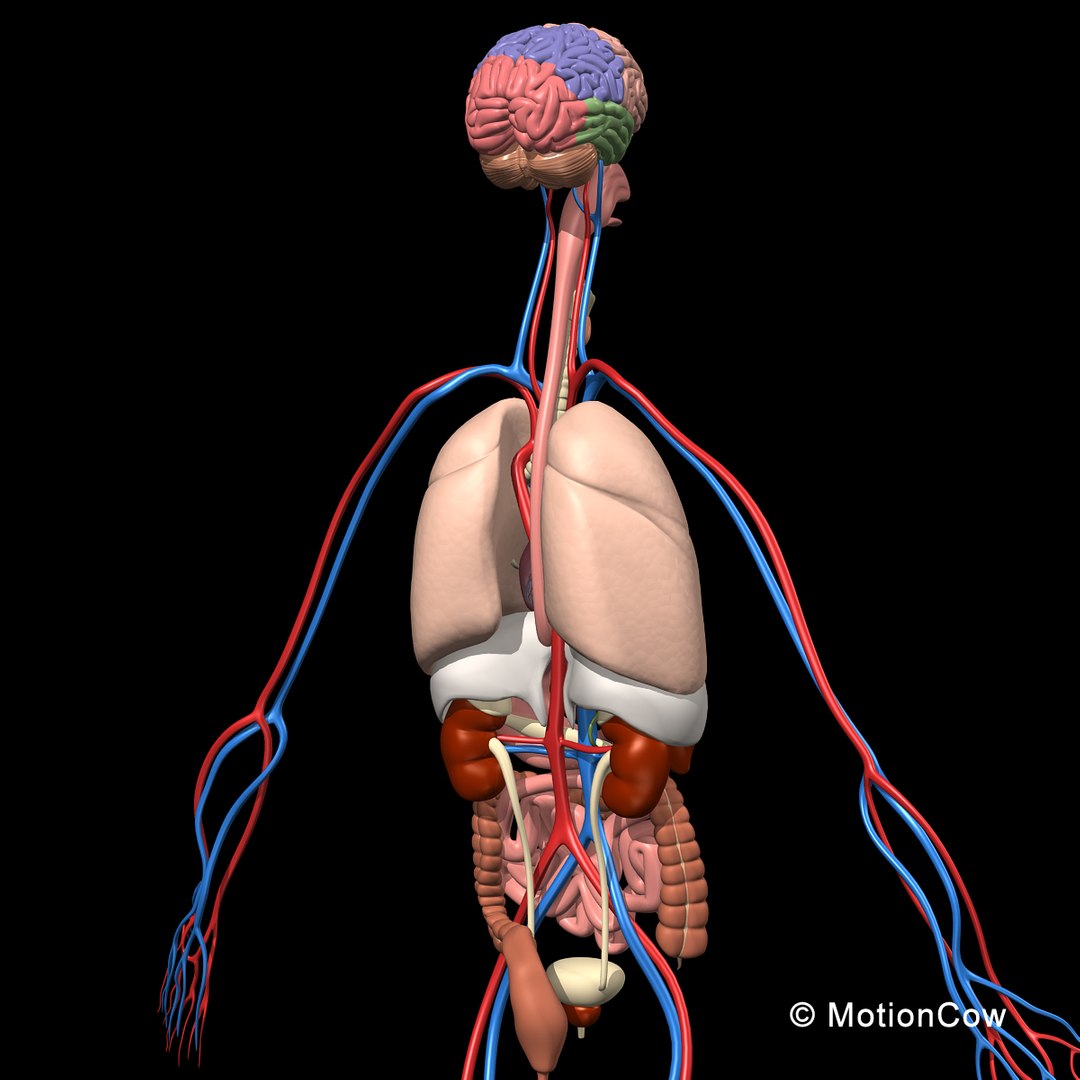 3d model human anatomy nervous systems https://p.turbosquid.com/ts-thumb/yR/BcxgVx/GfB9YEAD/skeleton_anatomy_rotateb2/jpg/1380857025/1920x1080/fit_q87/e54edaabb754db28d3954600cbcc6218e423e643/skeleton_anatomy_rotateb2.jpg