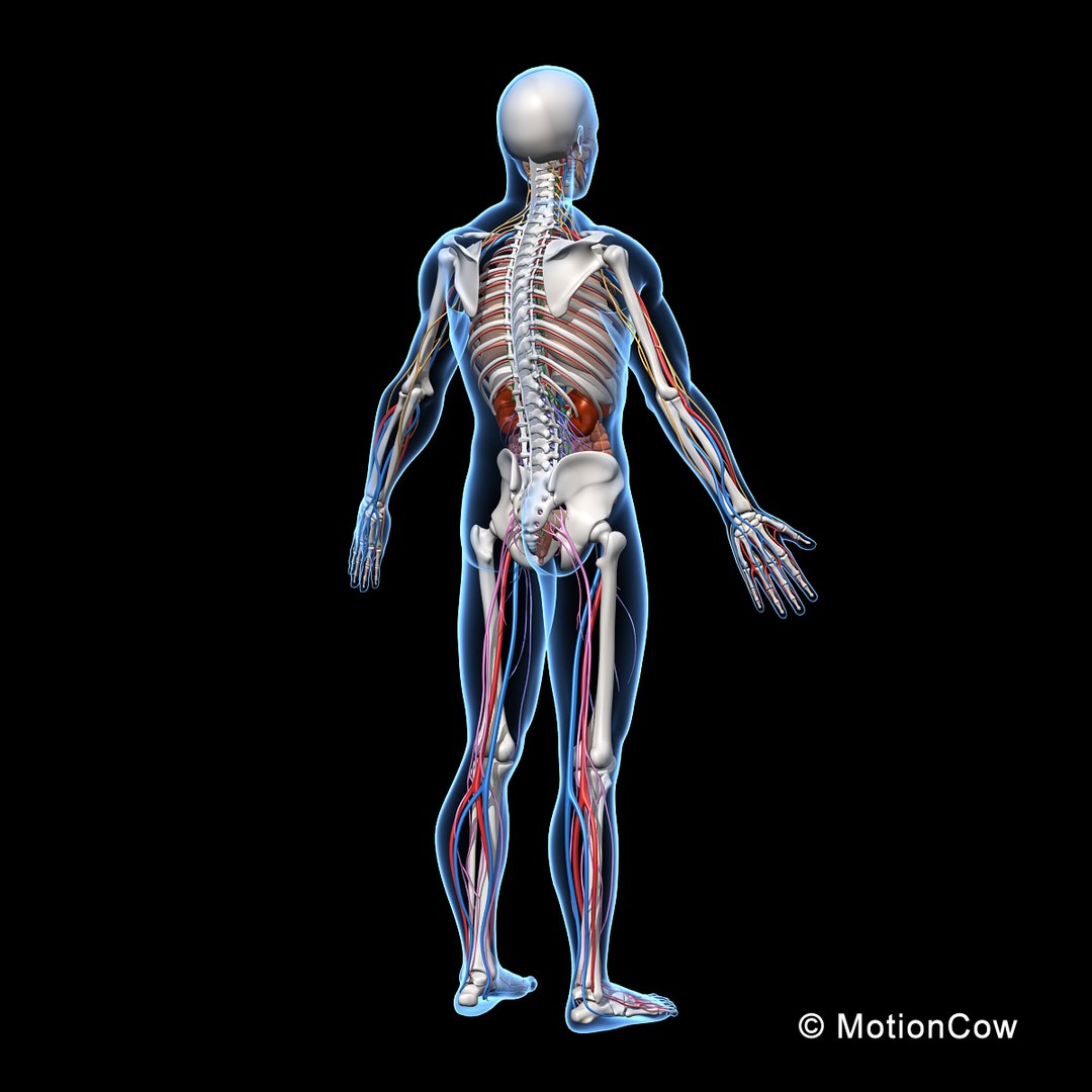 3d model human anatomy nervous systems https://p.turbosquid.com/ts-thumb/yR/BcxgVx/JZd8rSME/skeleton_anatomy_nervous_rotateb/jpg/1380857025/1920x1080/fit_q87/d650961146b18e90ee7fdec8d4c05454bf4f72b7/skeleton_anatomy_nervous_rotateb.jpg