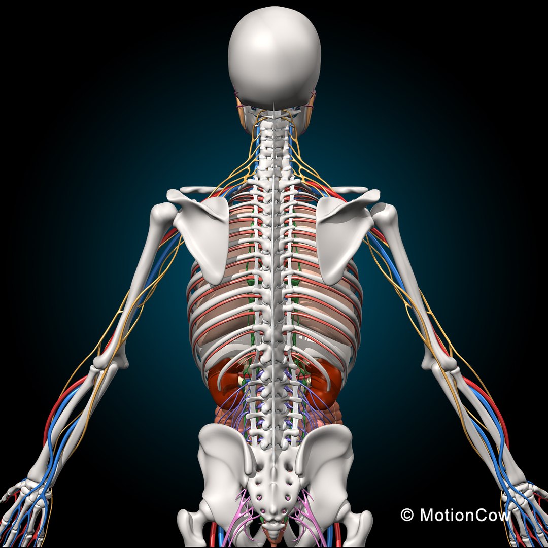 3d model human anatomy nervous systems https://p.turbosquid.com/ts-thumb/yR/BcxgVx/Rh6V8T8m/skeleton_anatomy_nervous_mid_d/jpg/1381209871/1920x1080/fit_q87/1a7d2fd1e8f543b83bae71bf4aa9e6f09d5b61c0/skeleton_anatomy_nervous_mid_d.jpg