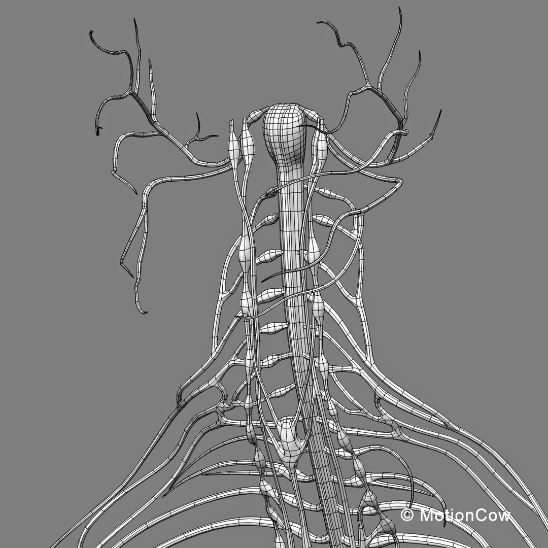 3d model human anatomy nervous systems https://p.turbosquid.com/ts-thumb/yR/BcxgVx/XApbk9Vg/nervous_wirea/jpg/1380857024/1920x1080/fit_q87/8518ecaff719a1e54ae3580a7f2acc517a24ffee/nervous_wirea.jpg