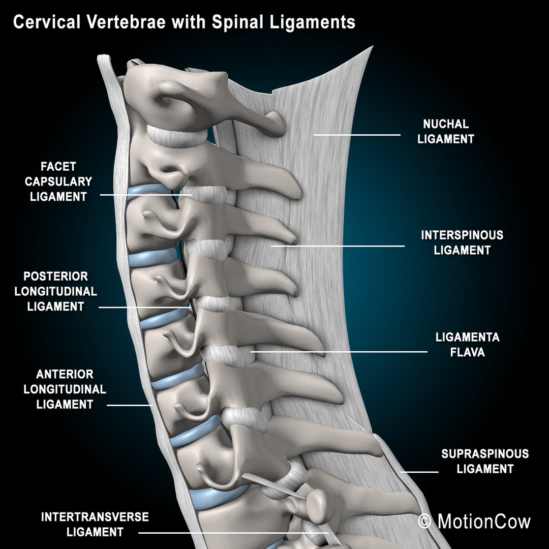 3d model human anatomy nervous systems https://p.turbosquid.com/ts-thumb/yR/BcxgVx/bLysfxi6/spine_e/jpg/1380887275/1920x1080/fit_q87/80ce17c2e584f1225580c7b1e3fa8718d65b1ead/spine_e.jpg