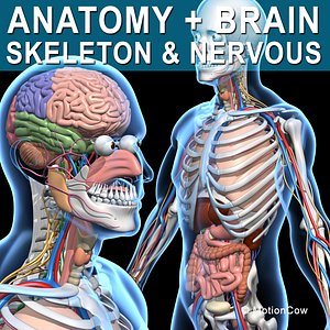 Skeleton Anatomy Nervous System