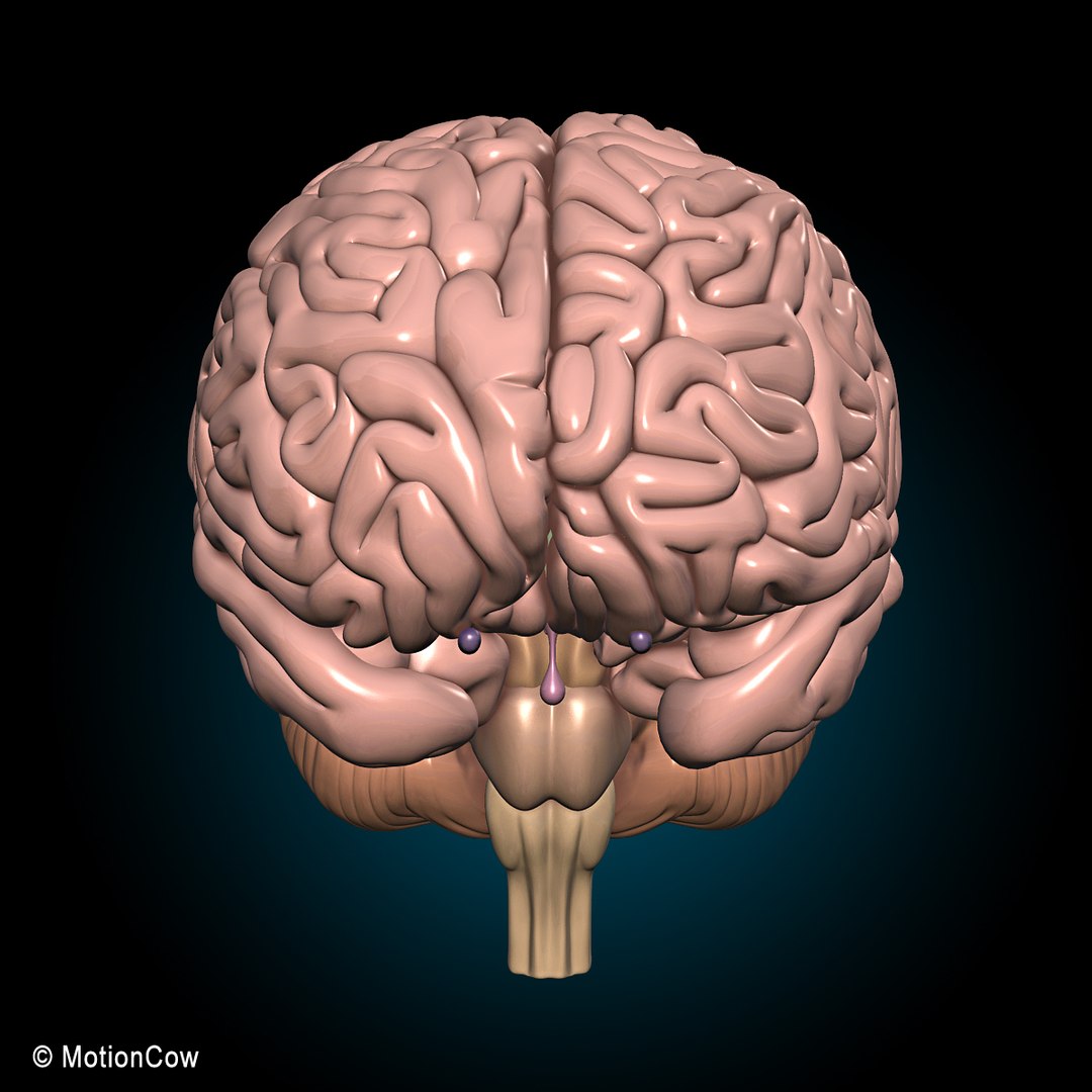 3d model human anatomy nervous systems https://p.turbosquid.com/ts-thumb/yR/BcxgVx/dvSpat0w/brain_ultimate_g/jpg/1380885915/1920x1080/fit_q87/bfbb3b2cf7e7a652b211a4cdaef4048c888c7724/brain_ultimate_g.jpg