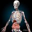 Skeleton Anatomy Nervous System