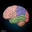 Skeleton Anatomy Nervous System