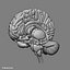 Skeleton Anatomy Nervous System