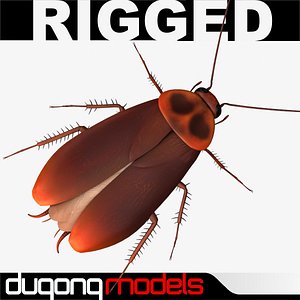 dugm05 cockroach 3d model