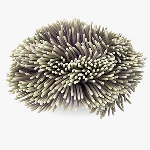 Actinia Anemone 03 3D