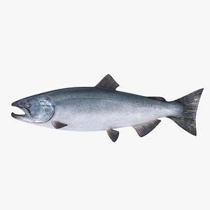 fish salmon 3d max