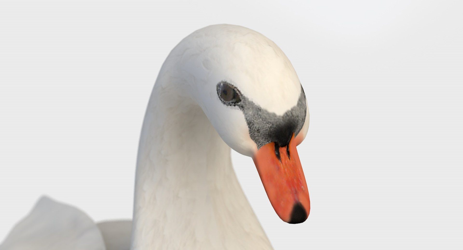 Swan Water Model - TurboSquid 1208052