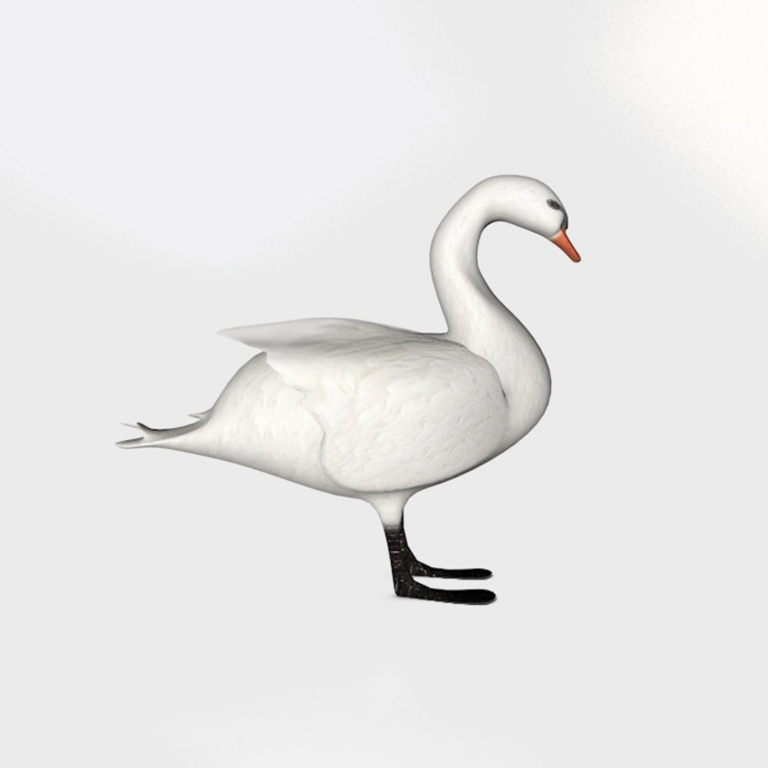 Swan Water Model - TurboSquid 1208052