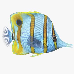 Chelmon Rostratus Coral Reef Fish