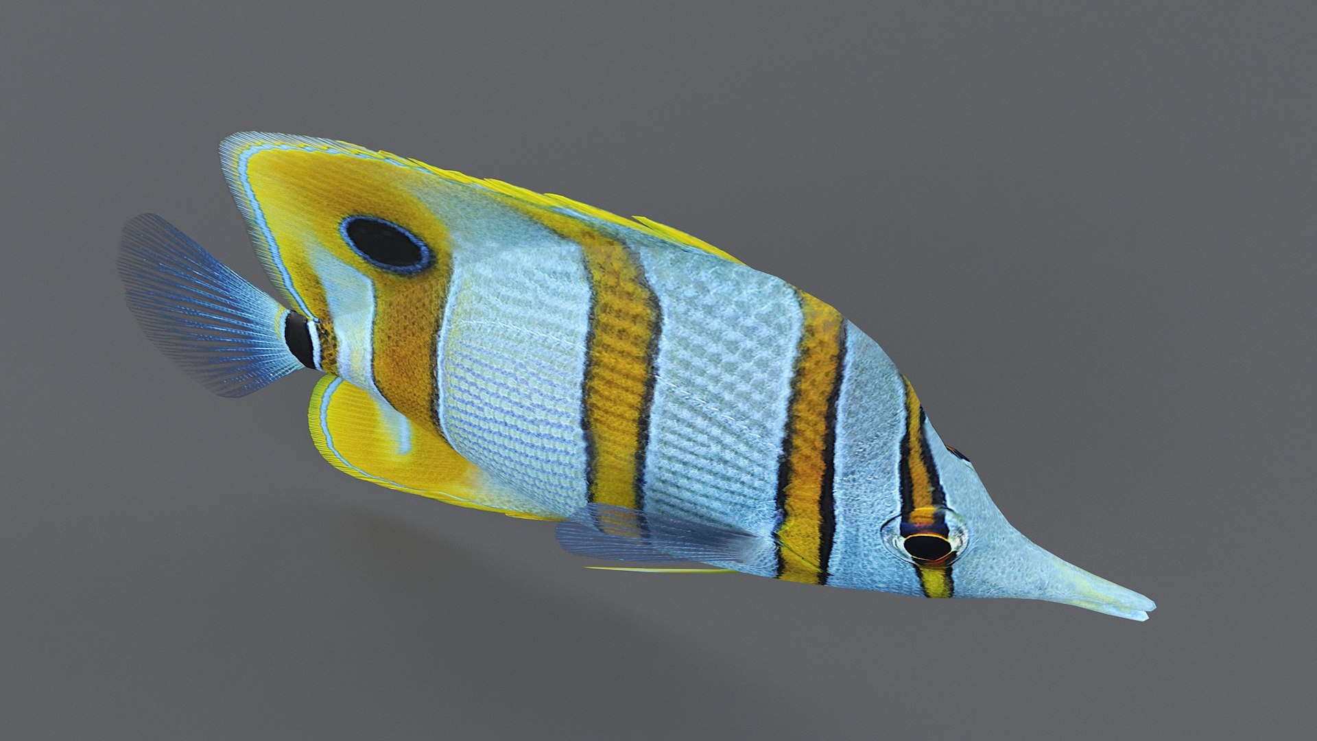 3D Chelmon Rostratus Coral Reef - TurboSquid 1492952