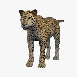 Leopard