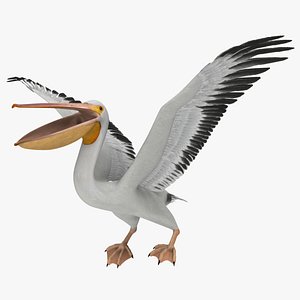 Pelecanus Erythrorhynchos 'American White Pelican'