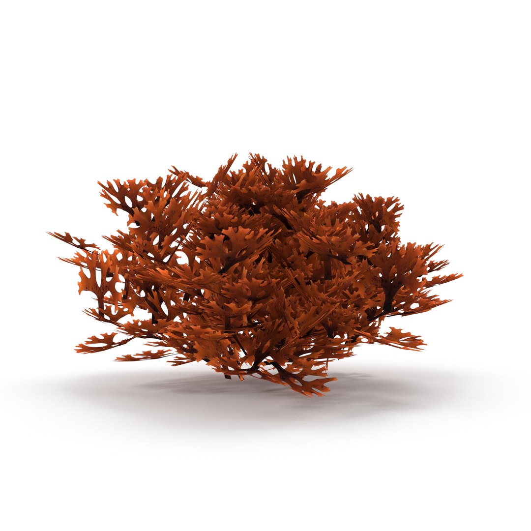 3D Seaweed Red V1 https://p.turbosquid.com/ts-thumb/yR/u8WivJ/3I/5/jpg/1636219690/1920x1080/fit_q87/52e2d1415f91bdddab397b1ede876de38ccd851f/5.jpg