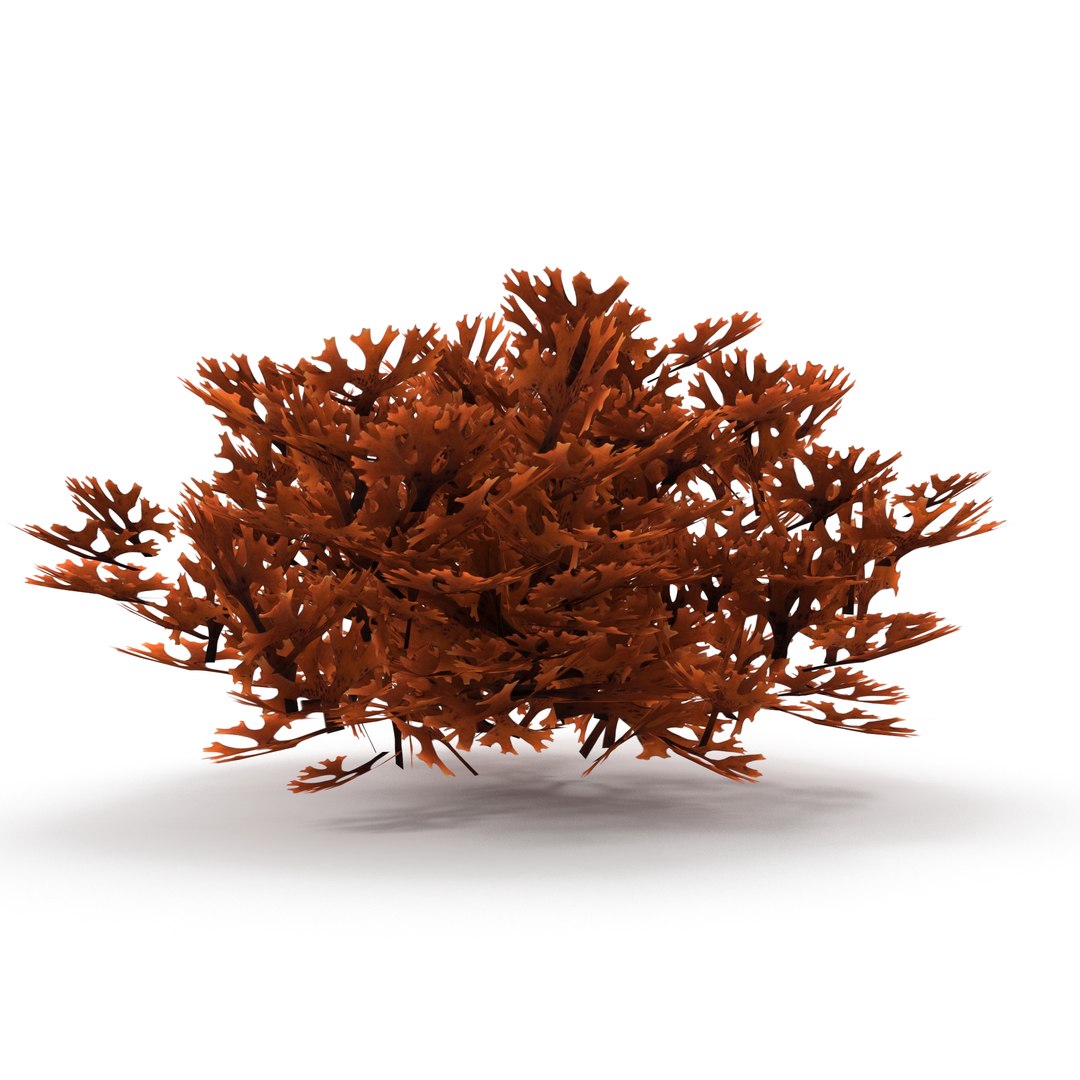 3D Seaweed Red V1 https://p.turbosquid.com/ts-thumb/yR/u8WivJ/6j/3/jpg/1636219692/1920x1080/fit_q87/b48533e2efddaf925da0897cb75f328ec65bf95b/3.jpg
