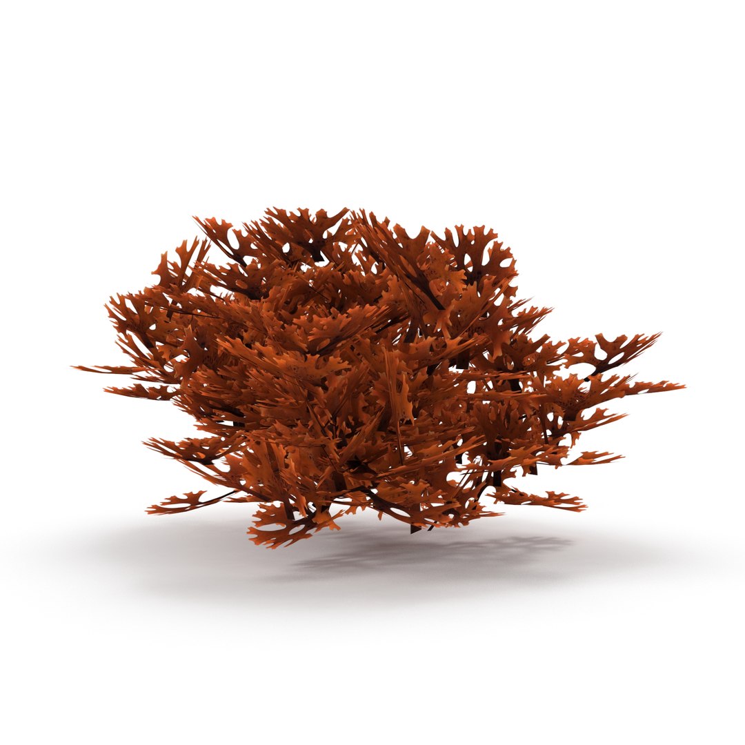 3D Seaweed Red V1 https://p.turbosquid.com/ts-thumb/yR/u8WivJ/XD/4/jpg/1636219694/1920x1080/fit_q87/5f8a04dd7491fe162d0c904427c11bd1a250cbf3/4.jpg