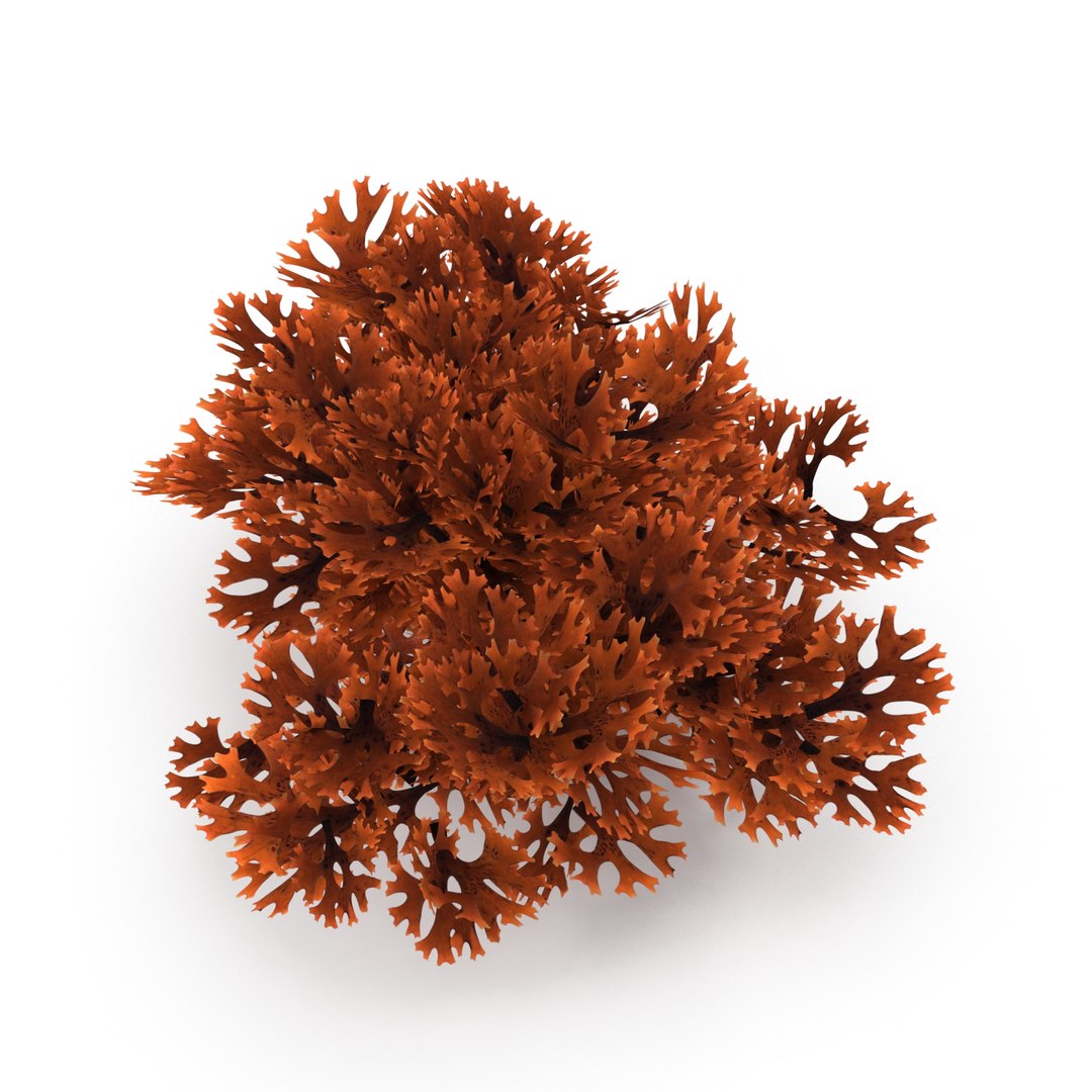 3D Seaweed Red V1 https://p.turbosquid.com/ts-thumb/yR/u8WivJ/gn/cover/jpg/1636219694/1920x1080/fit_q87/746006da5ecc2b6594f3772e4d08d0924d6931d4/cover.jpg