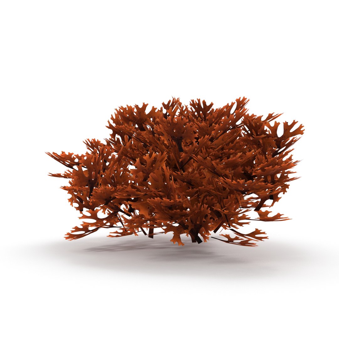 3D Seaweed Red V1 https://p.turbosquid.com/ts-thumb/yR/u8WivJ/qB/6/jpg/1636219694/1920x1080/fit_q87/ba4bf04d56cb8a5f3ffb0f06a862828d500c3343/6.jpg