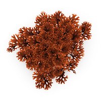 Seaweed Red V1