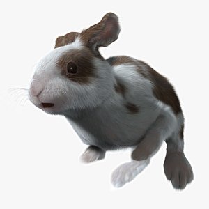 rabbit spotted fur animation 3d model