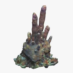 3D Pillar Coral Low Poly model