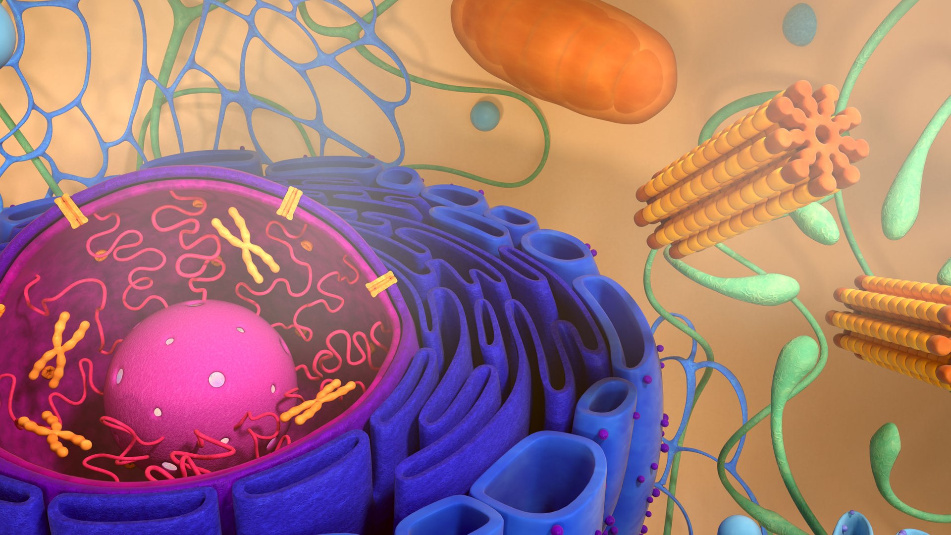 Living cell 3D model - TurboSquid 1377734