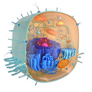 Living cell