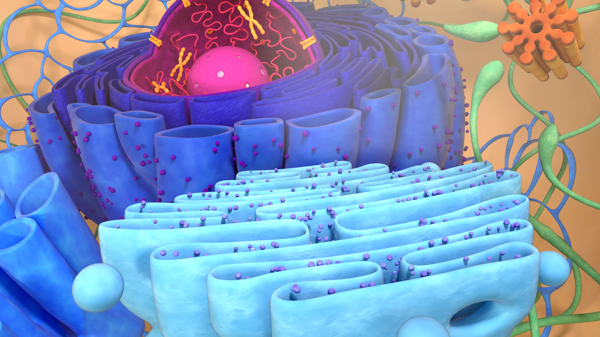 Living cell 3D model - TurboSquid 1377734