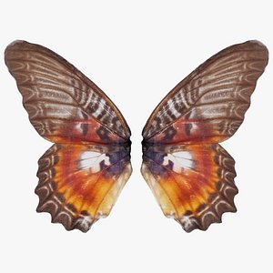 Common Rose Cethosia Biblis 2 Remastered model