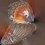 Common Rose Cethosia Biblis 2 Remastered