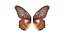 Common Rose Cethosia Biblis 2 Remastered