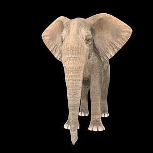 elephant animation model