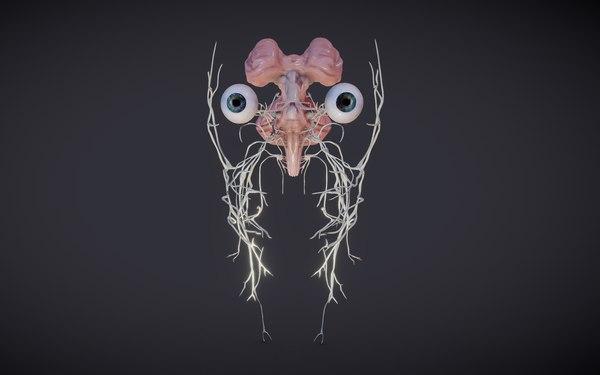 Brain Stem and cranial Nerves