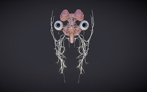 Brain Stem and cranial Nerves