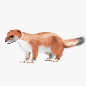 3d ermine model