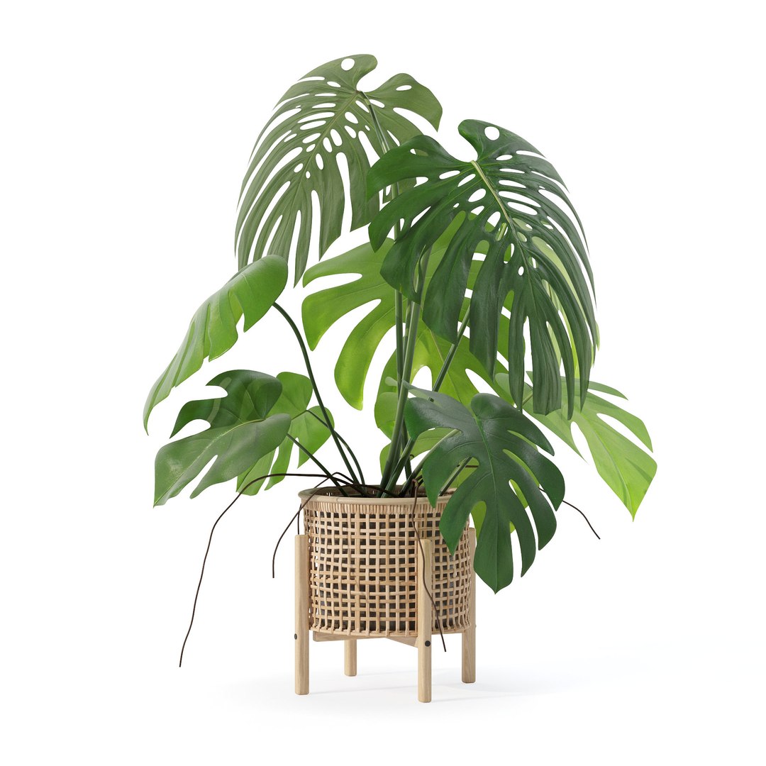 3D Monstera in rattan flower pot https://p.turbosquid.com/ts-thumb/yS/Vgvkdi/1P/5/jpg/1707237018/1920x1080/fit_q87/7eb26b93aa549476a0498f2076433e4303fbbe9c/5.jpg